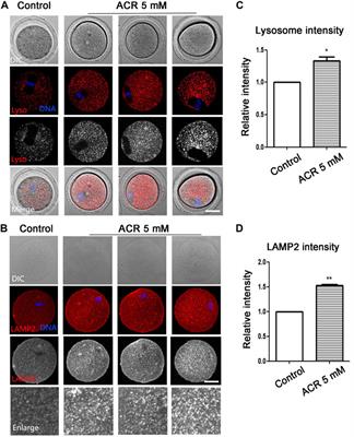 Acrylamide Exposure Destroys the Distribution and Functions of Organelles in Mouse Oocytes